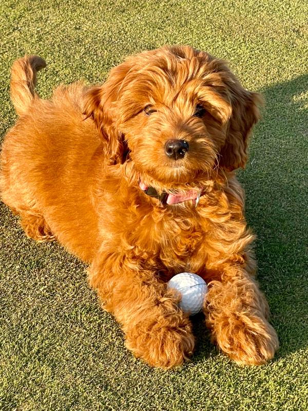 /Images/uploads/Warrick Parks Foundation/pippero-pup-park/entries/27830.jpg